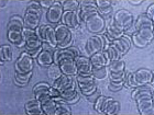 cells
